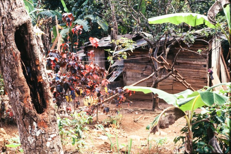 daley - w rammelaere 4 - smaller